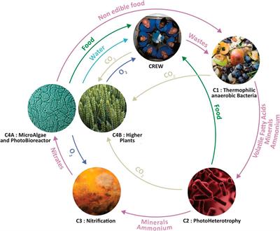 Stoichiometric model of a fully closed bioregenerative life support system for autonomous long-duration space missions